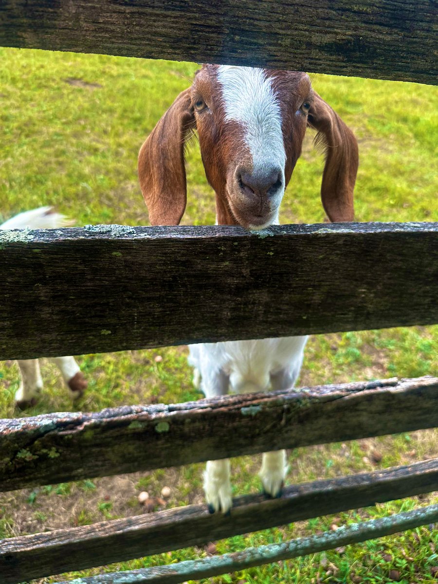 in my (the witch • 2015) era