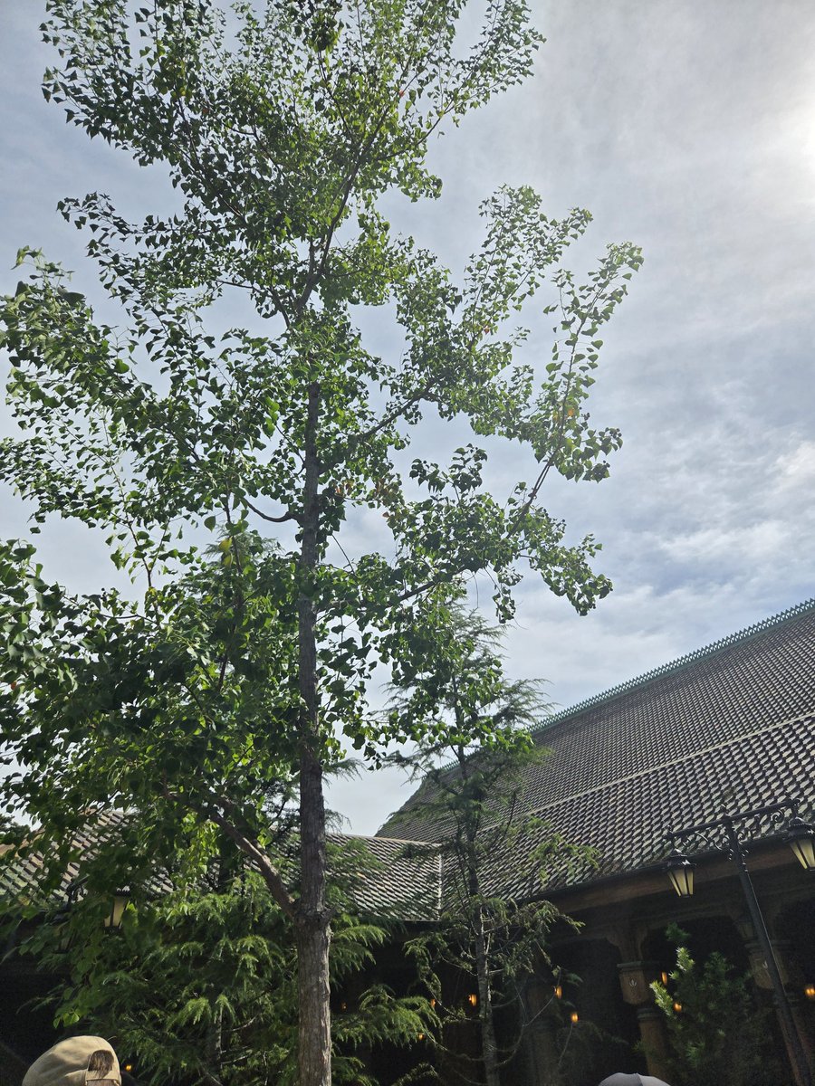 Dpypiy1010's tweet image. 240分耐久レース中🌊