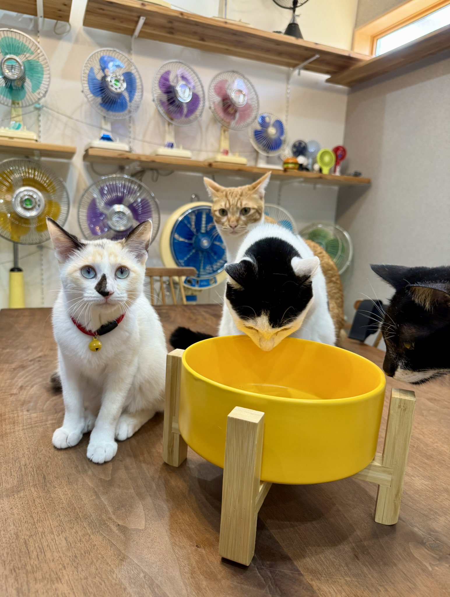 やっち☆ グッチ×ニューヨークヤンキース 18年 アセテート×レーヨン