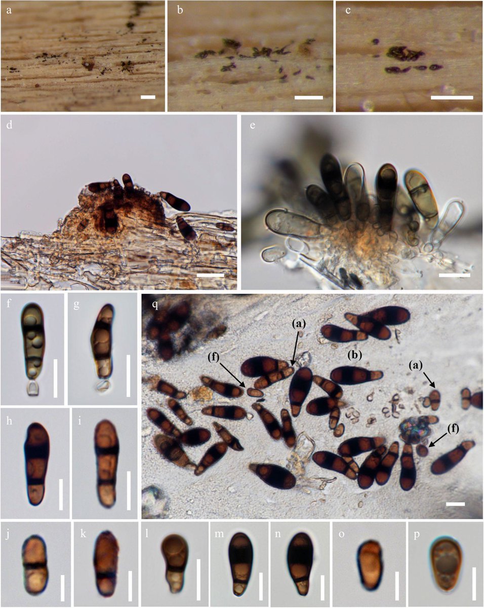 #SIF #Fungi #Biodiversity
🍄From NE Thailand: a brand new fungus family + species discovered! Synnematotriadelphiaceae fam. nov. &amp; Triadelphia mukdahanensis sp. nov. expand fungal tree of life.
<a href="/MaximumAcademic/">Maximum Academic</a>
Details: maxapress.com/article/doi/10…