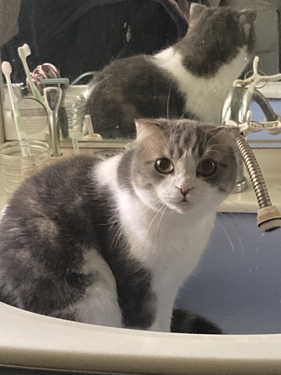 ここに座ればお水出てくると思ってるコハちゃん