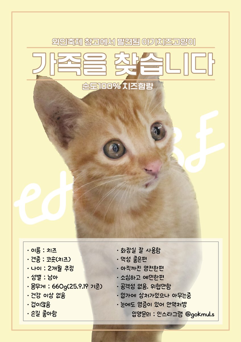 FF14_kudzu's tweet photo. 안녕하세요 ~ 아기치즈고양이 🧀치즈🧀 의 가족을 찾습니다
와인축제장의 와인창고에 하루 종일 혼자 울고 있었으며 턱과 눈에 상처가 있어 구조하였습니다.
다행상처 외에외에 별다른 건강 이상은 없었으며 밥 잘 먹고 배변도 원활히하고 있습니다 ^^ ! https://t.co/5WPgAxPJs1