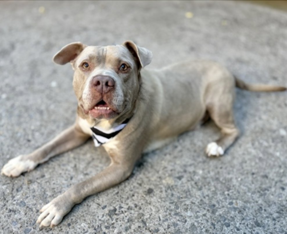 BeeDoDoobieDo's tweet image. ☀️Just 5 days in shelter, but why is he still there?🤔
🤔🤨😏They gave him the name GERTRUDE!
#Adopt this handsome hunk now- rename him Burt and bring him HOME with you! 🫠He is charming, has a stunning coat and at 7⃣yrs old the PERFECT age for so many humans, especially🥇time…