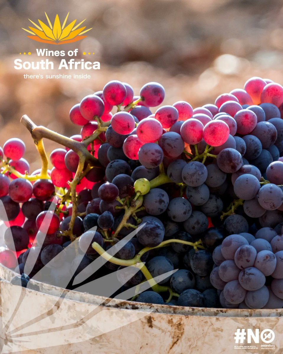 WOSACanada (@wosacanada) on Twitter photo On the 20th of September, we celebrate International Grenache Day!
Grenache may have Mediterranean roots, but it’s found a true home in South Africa’s sun-soaked vineyards. 
Versatile & expressive, Grenache shines as a silky single varietal. On the 20th of September, we celebrate International Grenache Day!
Grenache may have Mediterranean roots, but it’s found a true home in South Africa’s sun-soaked vineyards. 
Versatile & expressive, Grenache shines as a silky single varietal.