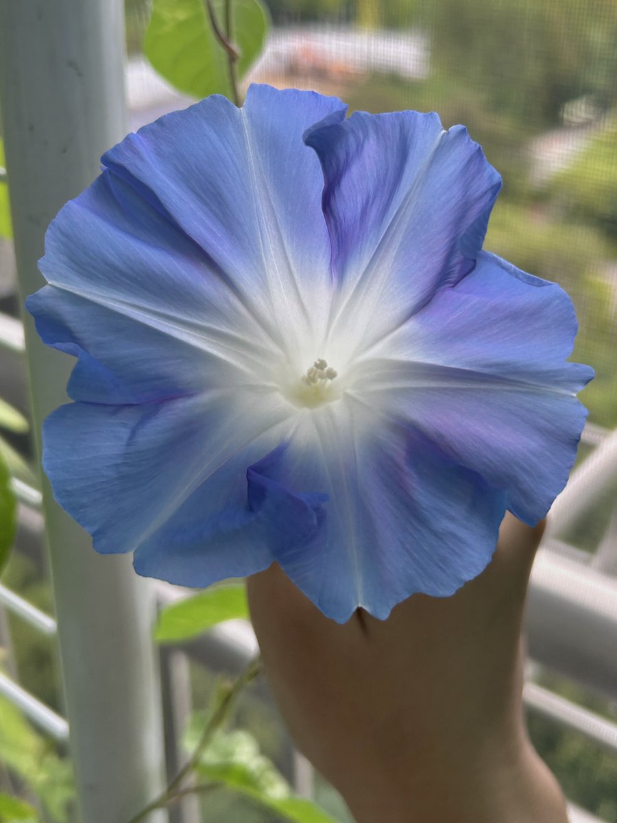 저의 크고 아름다운 나팔꽃을 보세요