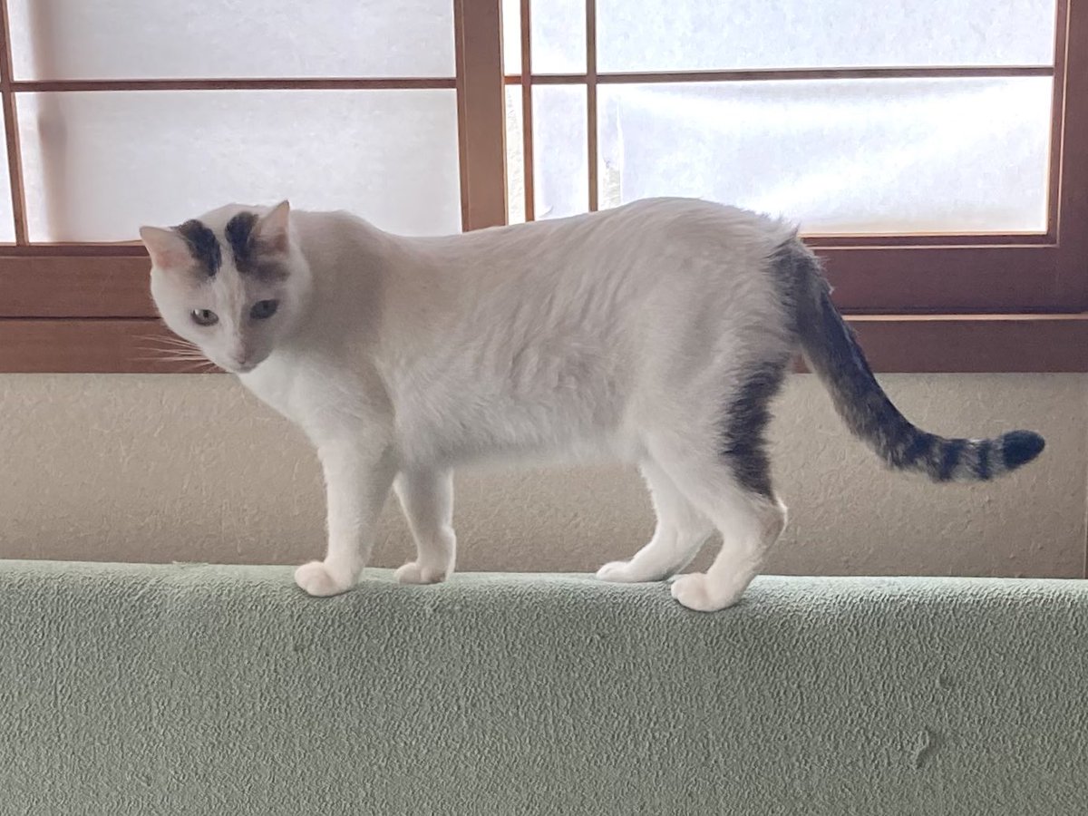 きみ、もう8歳なのに相変わらずムキムキだね💪