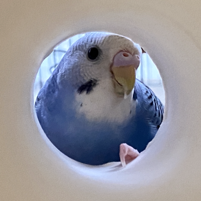 今日の「カバー小鳥」は、パームちゃん（セキセイインコ）です。チラッ👀 こっそり見てるのだあれ？   
#セキセイインコ 
kotoribu.com