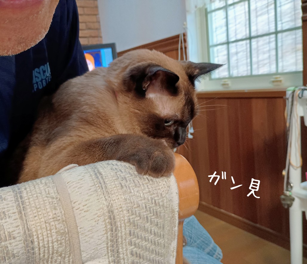 4代目ハムちゅ(オス♂)を迎えたんだけど、超元気やし人怖がらんし初日から車の上で寝るん可愛すぎてちぎれる。ハム全員性格違っておもろ 