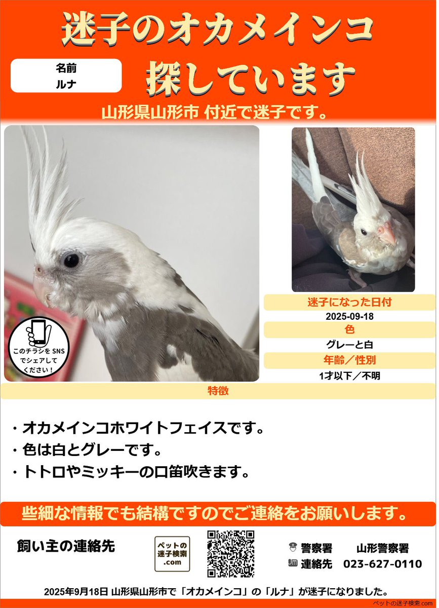 迷子 ページ Amazon.co.jp: キタコ (KITACO) ECUエラーチェックツール