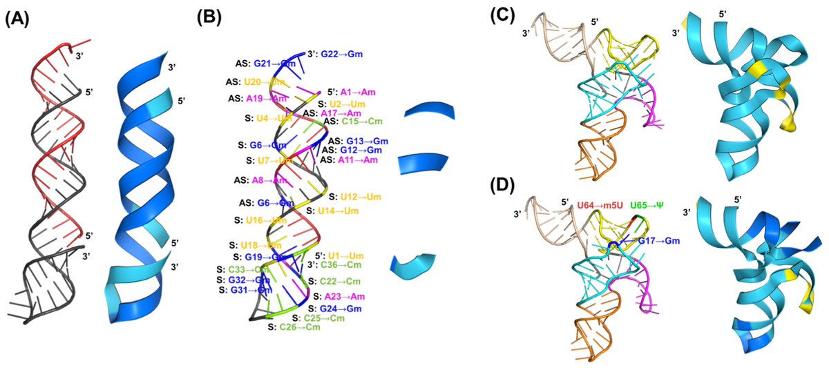 Non_Coding_RNA's tweet image. 🌟Presenting Our Article Paper🌟

&quot;Comparison of Three Computational Tools for the Prediction of #RNA Tertiary Structures&quot; from Frank Yiyang Mao et al.
#ncRNA #tRNA #miRNA #microRNA

Full text: mdpi.com/2311-553X/10/6…