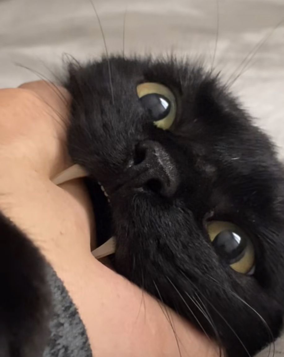 Cats for Happiness. (@joyfullcat) on Twitter photo 