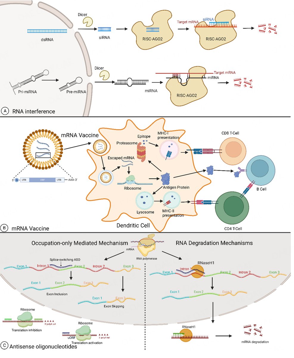 HepatomaRes's tweet photo. 🧬RNA-based Therapies in HCC 

✨ Emerging RNA modalities
✨ Clinical applications &amp; trials
✨ Future therapeutic opportunities

🔗 [https://t.co/swSm5wGWZT]
#HCC #RNAtherapy #LiverCancer #Oncology #PrecisionMedicine https://t.co/im9UMrmn6E