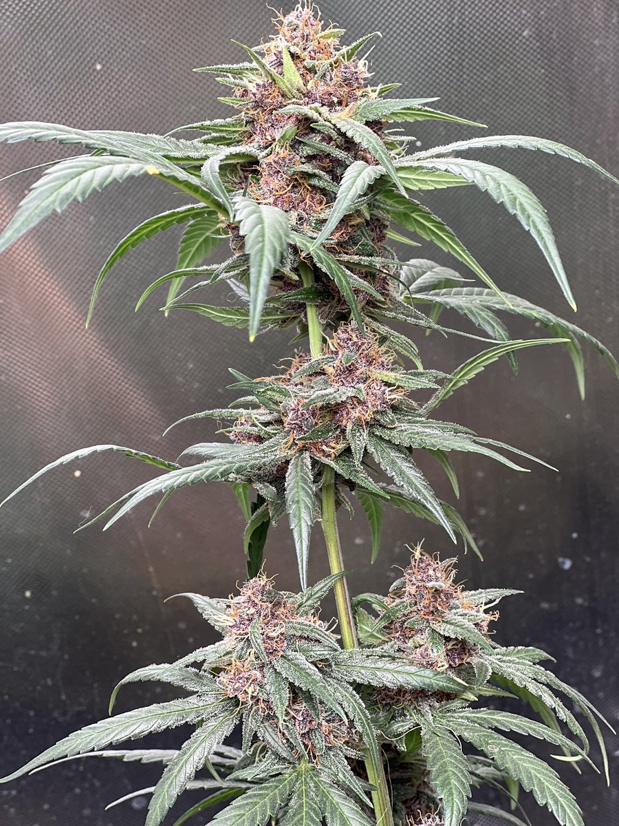 SMEEDY_GENETICS's tweet photo. A3.025-F2 auto flower https://t.co/AuHTsJNodA