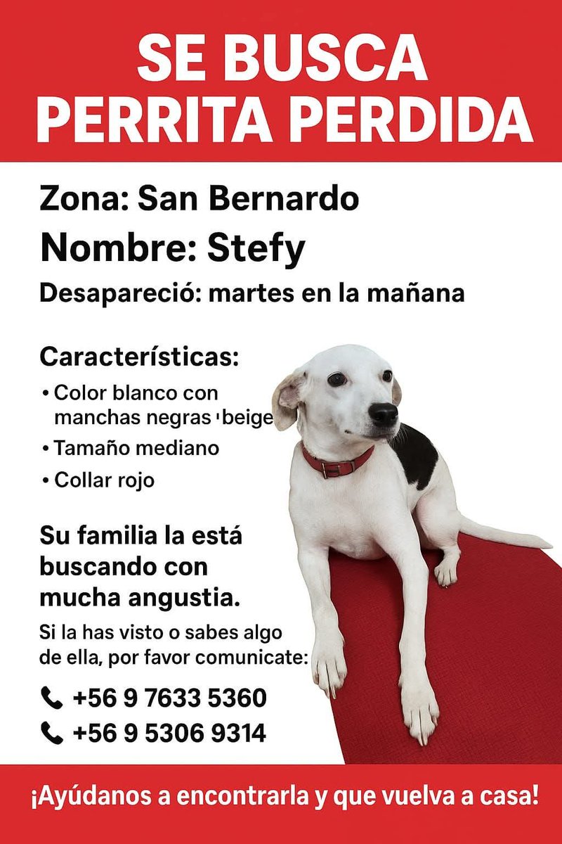 LORE TIN (@todopormiperro) on Twitter photo 