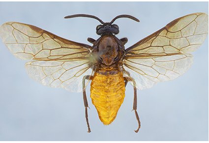 Type material of #sawfly species of Arge Schrank, 1802 (#Hymenoptera, #Argidae) deposited in museums of #Russia
#taxonomy
doi.org/10.11646/zoota…