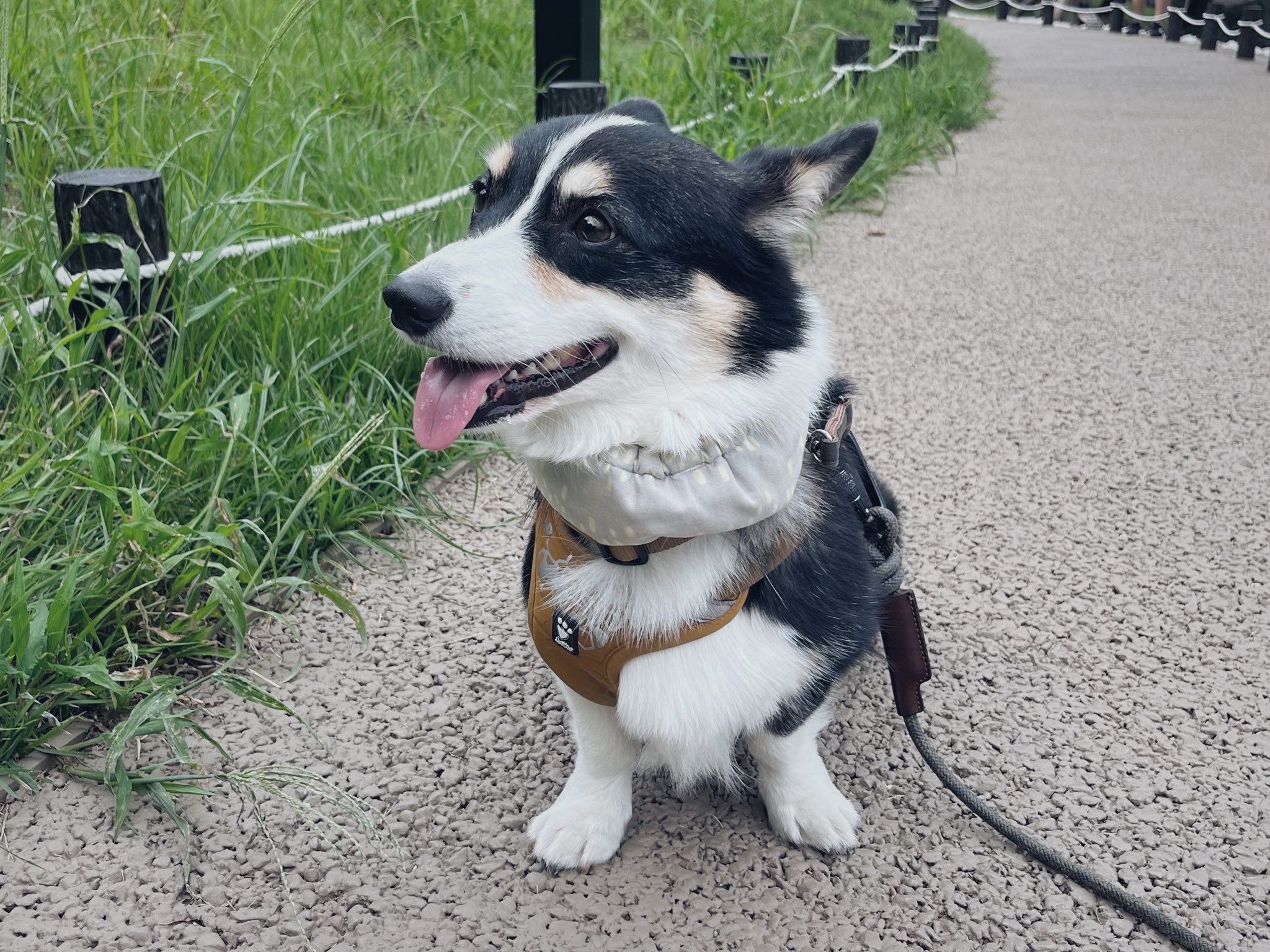 にゃぬき🐾 on X: 