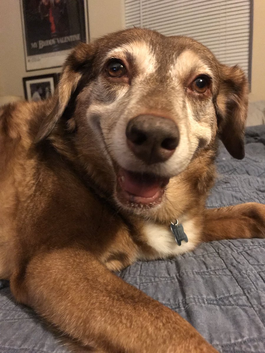 From the vaults. This is from 7 years ago todayMiss her so much. #dogsoftwitter #katethedog #rainbowbridge #imissyou