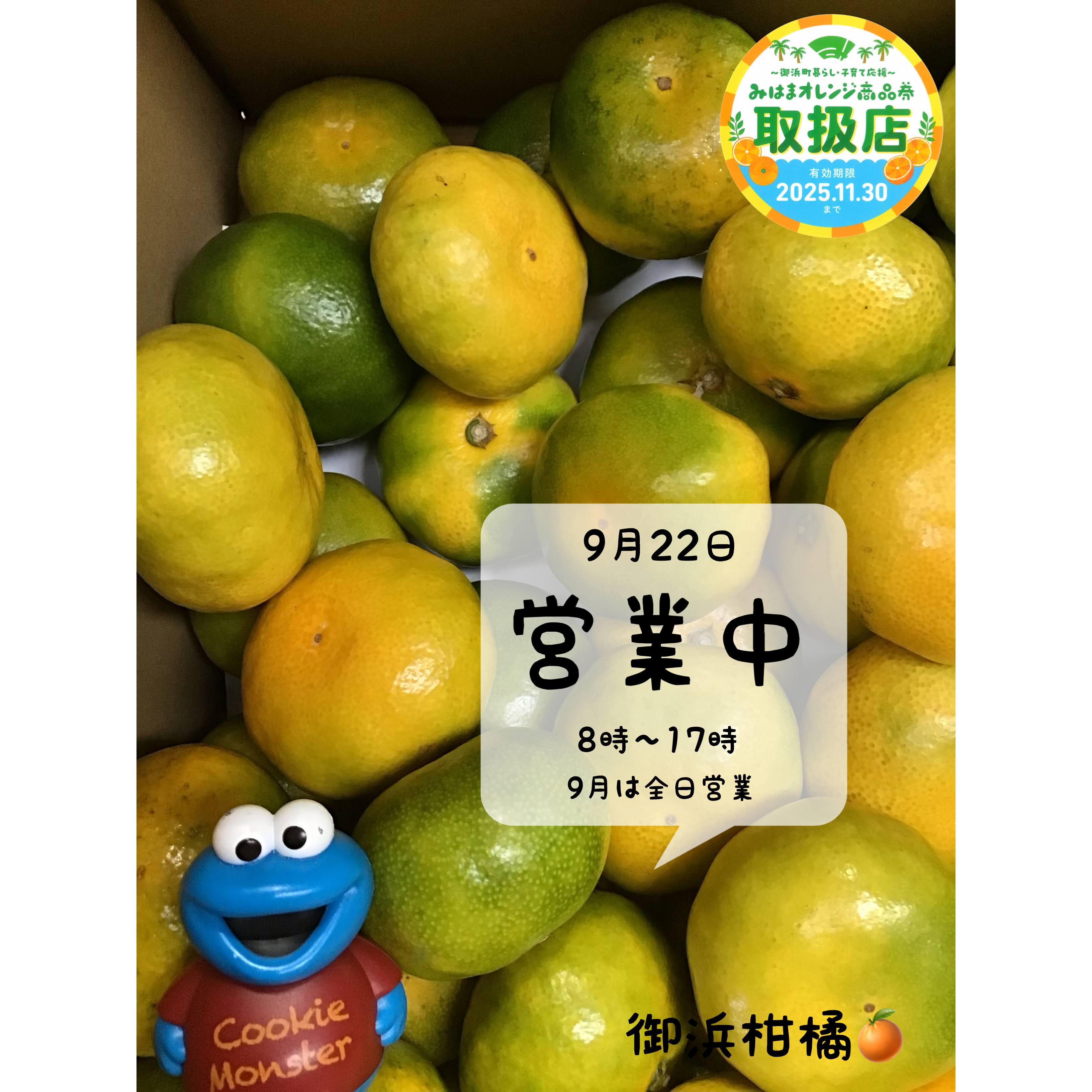リピーター様みかん様御購入品☆ アデリー 小林果園 甘みぎゅっと凍らせ蜜柑 1袋 2個入 8セット