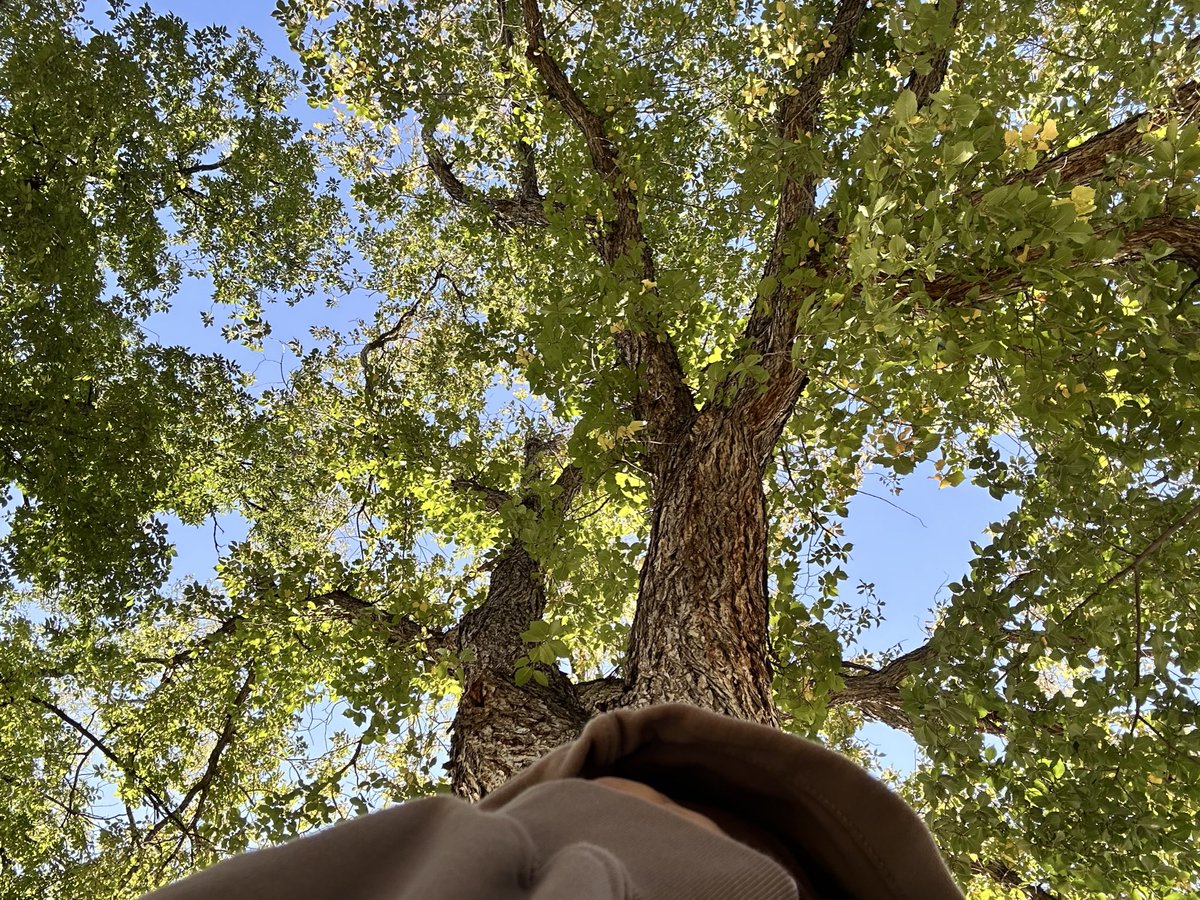 34rths's tweet image. The trees are watching over me