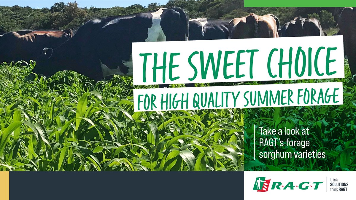 RAGTAU's tweet image. Beat the heat and boost your feed! RAGT’s forage sorghum delivers top yields, excellent feed quality, and thrives in hot conditions — the ultimate high-performance feed for summer ahead. To find out more visit ragt.au/our-varieties/
#RAGTAU #ThinkSolutions #ThinkRAGT