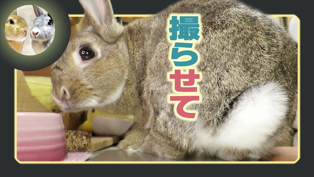 月うさぎ だいだい&アスカ先輩 on X: 