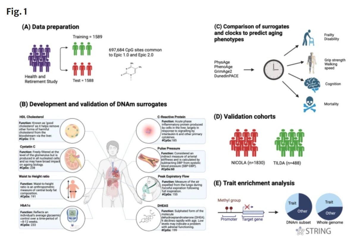 GeroScienceAGE's tweet photo. 🔥Hot Off the Press -Open🔓 Access

Physiological health Age (PhysAge): a novel multi-system molecular timepiece predicts health and mortality in older adults by Thalida Em Arpawong & Cathal McCrory (@CathalMcCrory1) et al.

https://t.co/4dYbNPXPuo

#epigenetics #acceleratedaging #mortality #BiologicalAging #functionalhealth