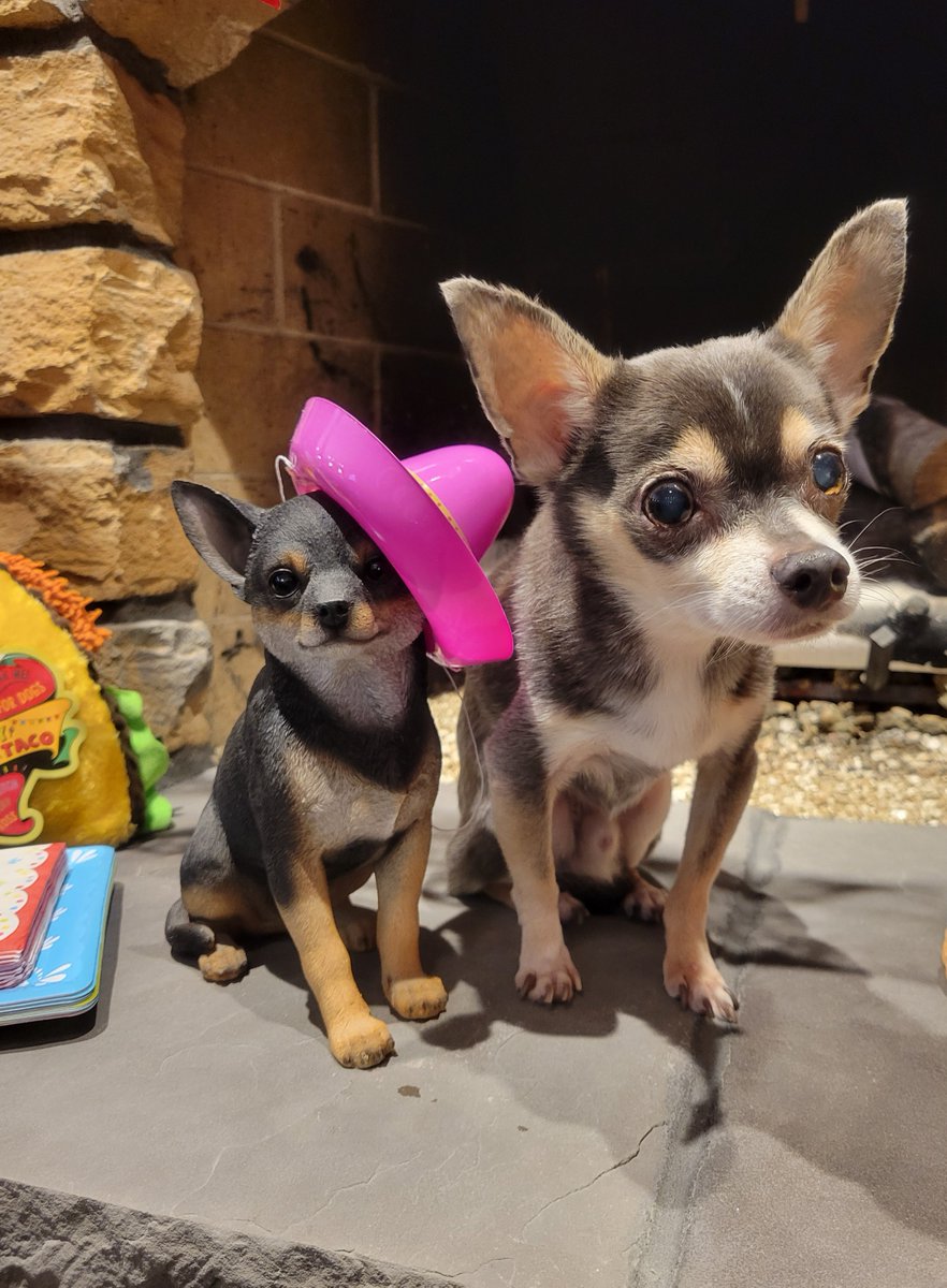 Roscoe Blaze (🌈 &Angel Bentley Kyron, too!🌈) tweet media