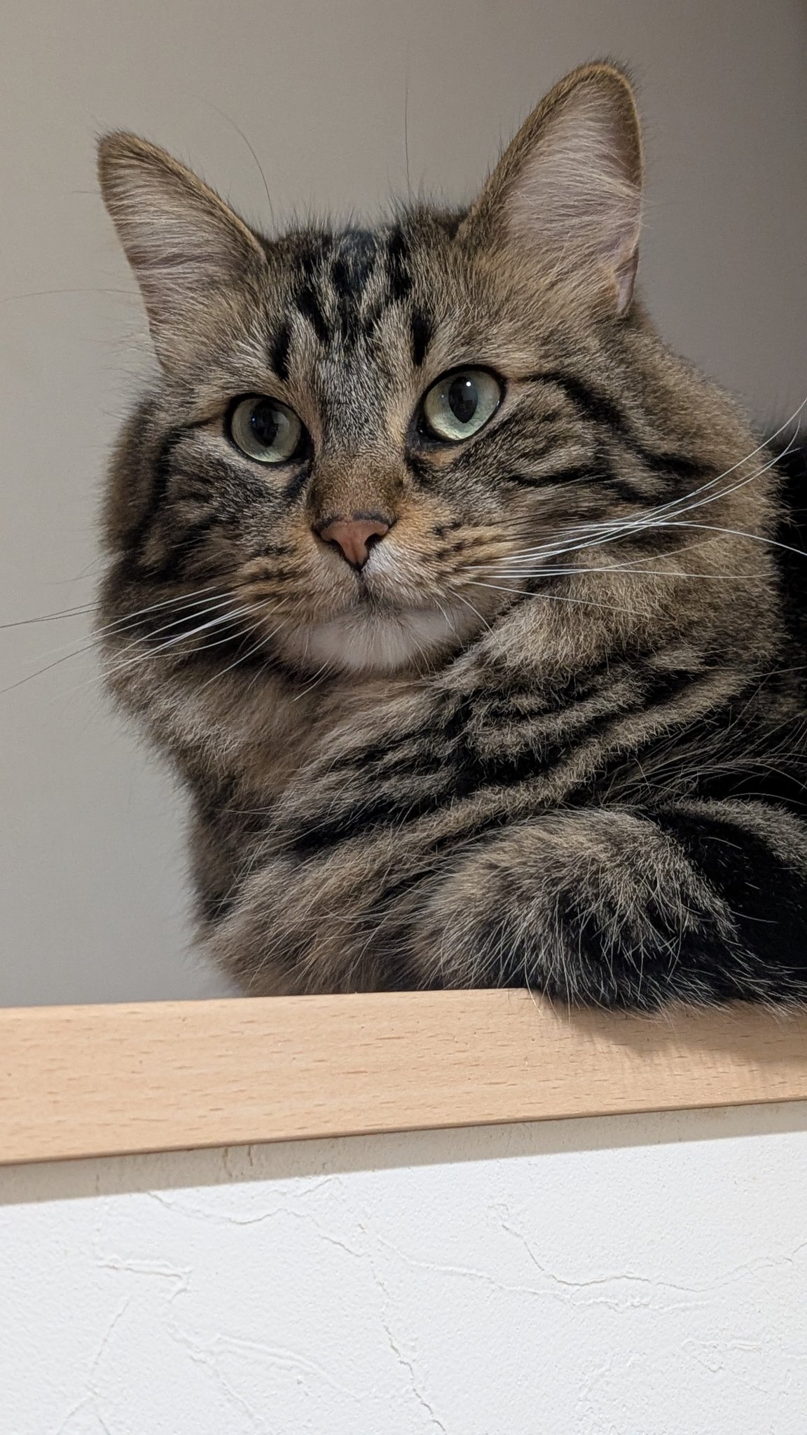 【猫茶】 Amazon.co.jp: ZENIX DESIGN TECH iPhone13 mini 用 ケース