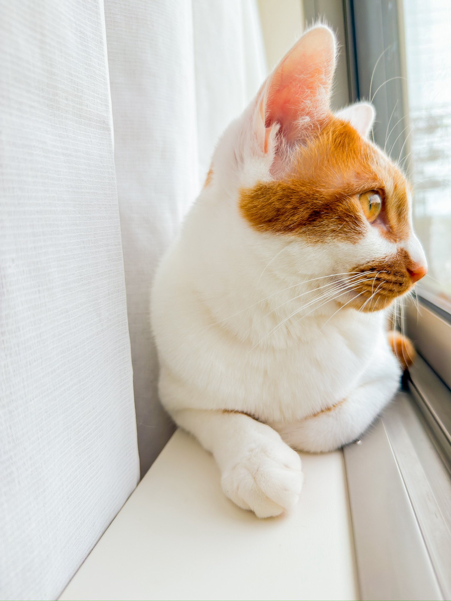 ねこ葉っぱ 木ノ葉となると🍂🍥 on X: 