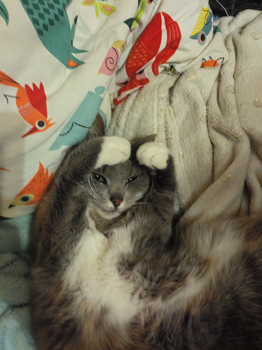 Киса Мелисса шлет вам сердечко, чтобы понедельник удался! ❤️