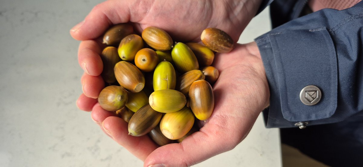 Small beginnings; some of next year's oak trees...