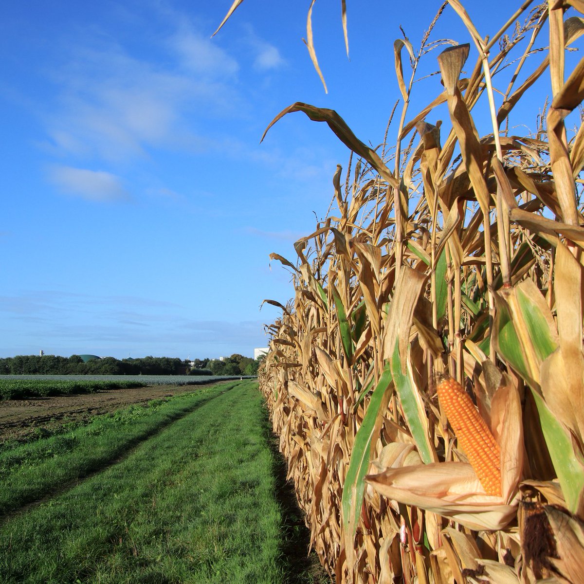 #vrtweer Luc Lambert 9u22 Ardooie  wolken en zon wind  NNO 17°