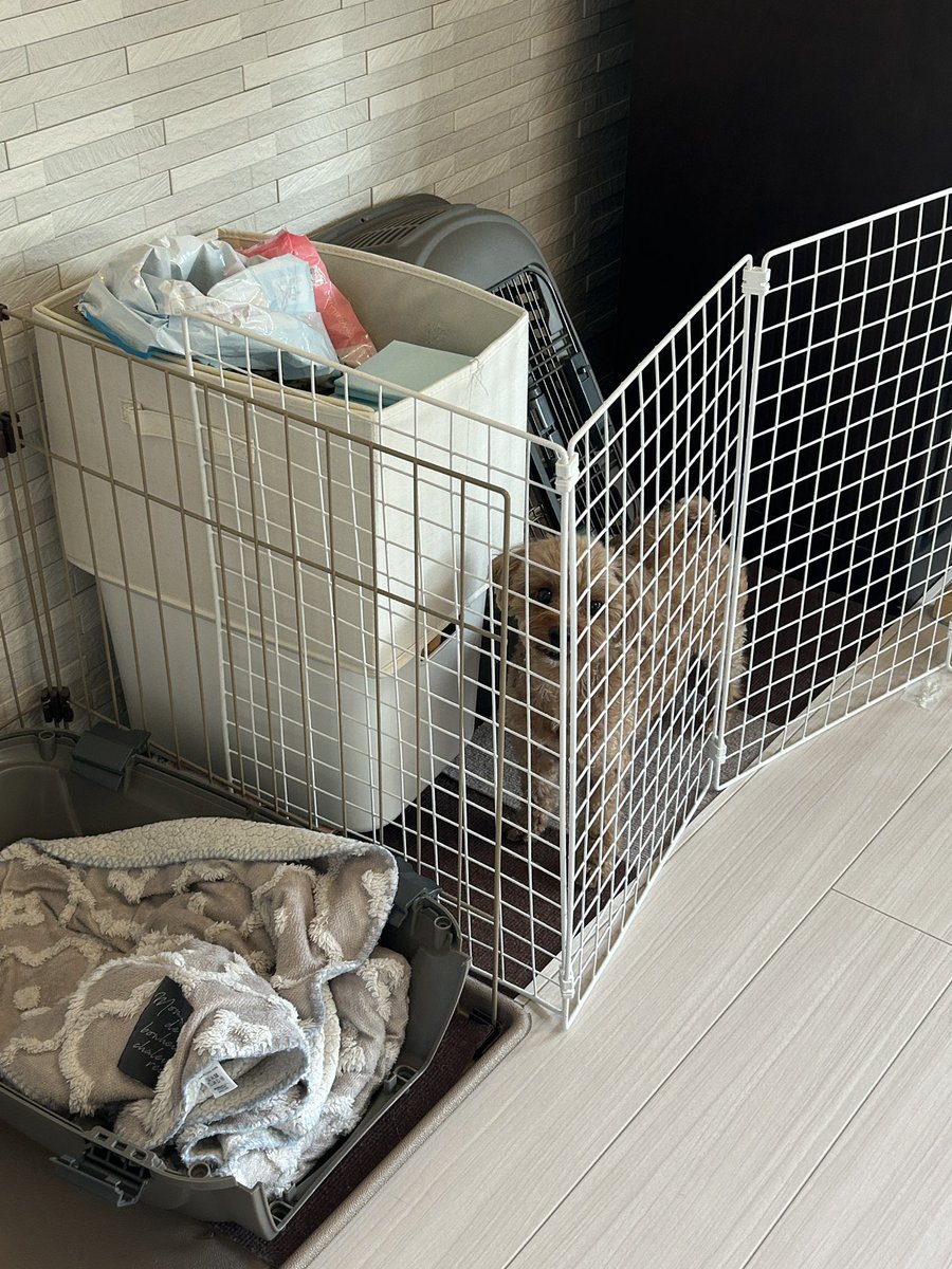 pino_fuwafuwa's tweet image. いたずらの決定的瞬間
 #ペキプー  #犬のいる暮らし