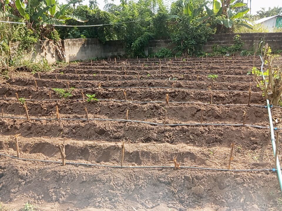 blessing_o46715's tweet image. Still planting.
The weather is favourable here and only right.

#Cucumber #Agriculture