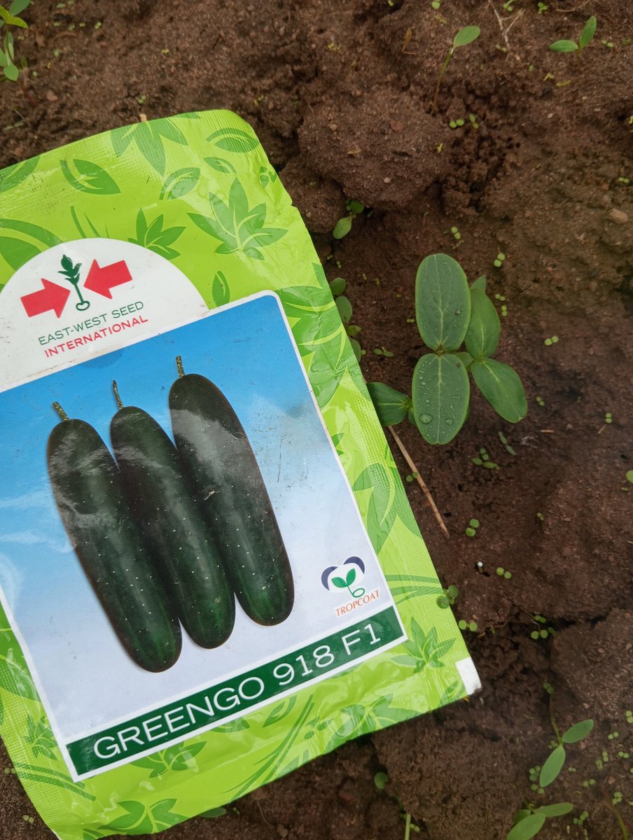 blessing_o46715's tweet image. Still planting.
The weather is favourable here and only right.

#Cucumber #Agriculture