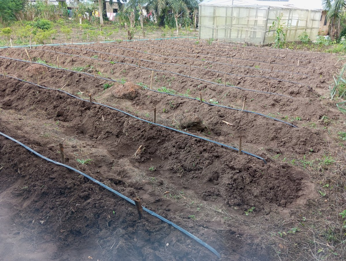 blessing_o46715's tweet image. Still planting.
The weather is favourable here and only right.

#Cucumber #Agriculture