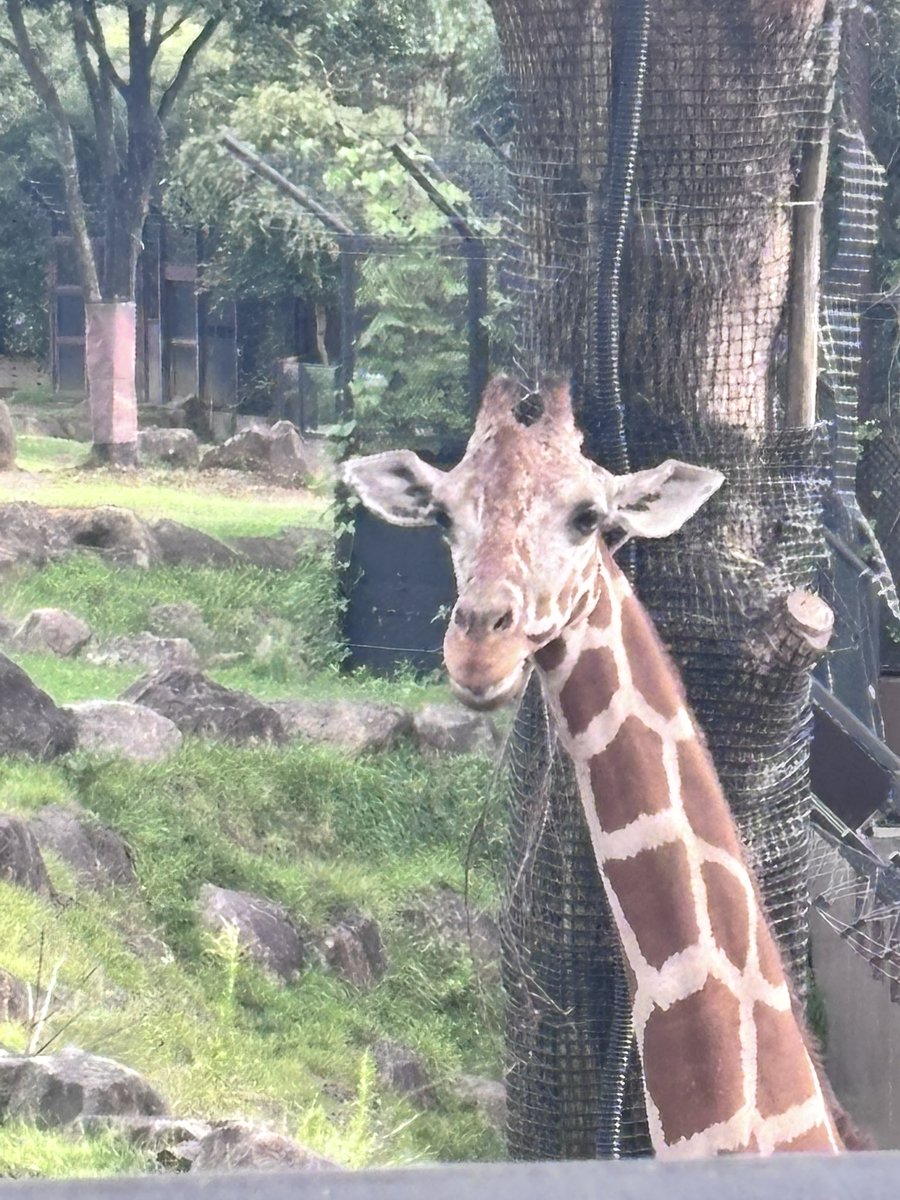 今日はズーラシアだったんですよォ
