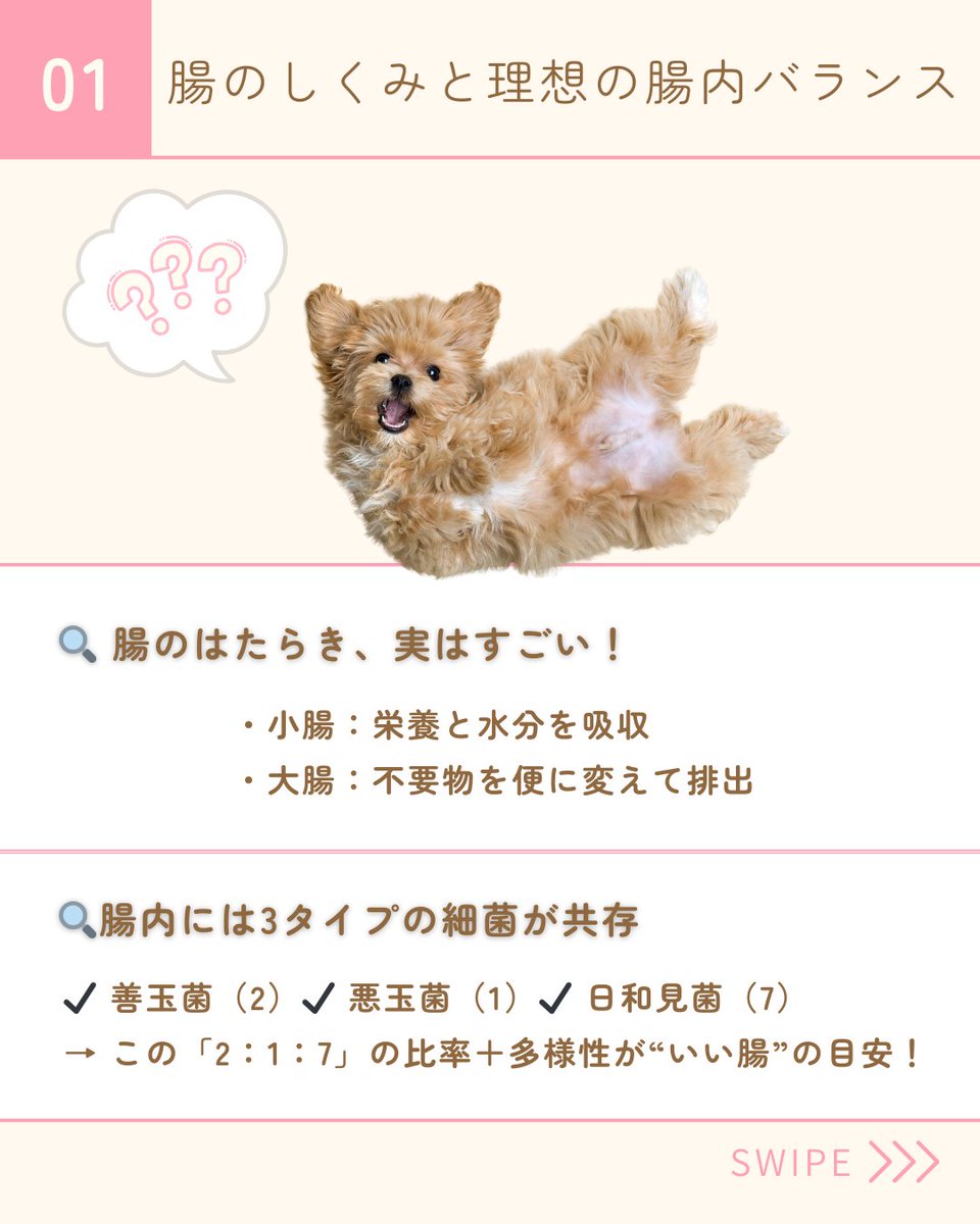 PetPilala's tweet photo. ＼腸を整えると、愛犬の免疫もアップする！？🧫🐶／

「腸」は、免疫力・代謝・毛並みにまで関係する超重要な器官✨
善玉菌2：悪玉菌1：日和見菌7＝「いい腸」の黄金比！

✅ 腸にやさしい食事習慣
✅ ホットヨーグルトは少量＆正しく

腸活、始めてみませんか？🐾 https://t.co/2hgxg2Phzy