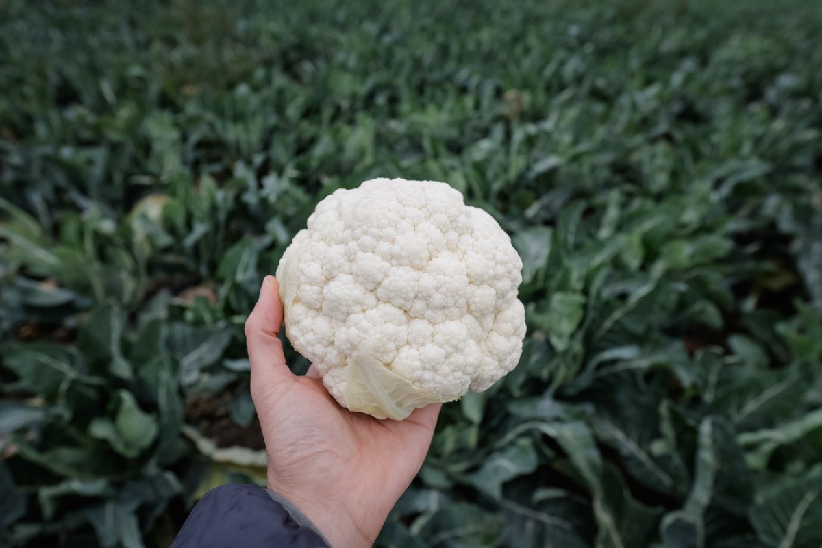 Syngenta's tweet photo. We’re proud to announce a collaboration with @HeritableAg to expand how we’re using AI to better support growers worldwide! 🌎

If successful, this collaboration will be able to predict scalable vegetable seed performance anywhere in the world.

Read more: https://t.co/lRf07SYQW7 https://t.co/TVFZstgXHL