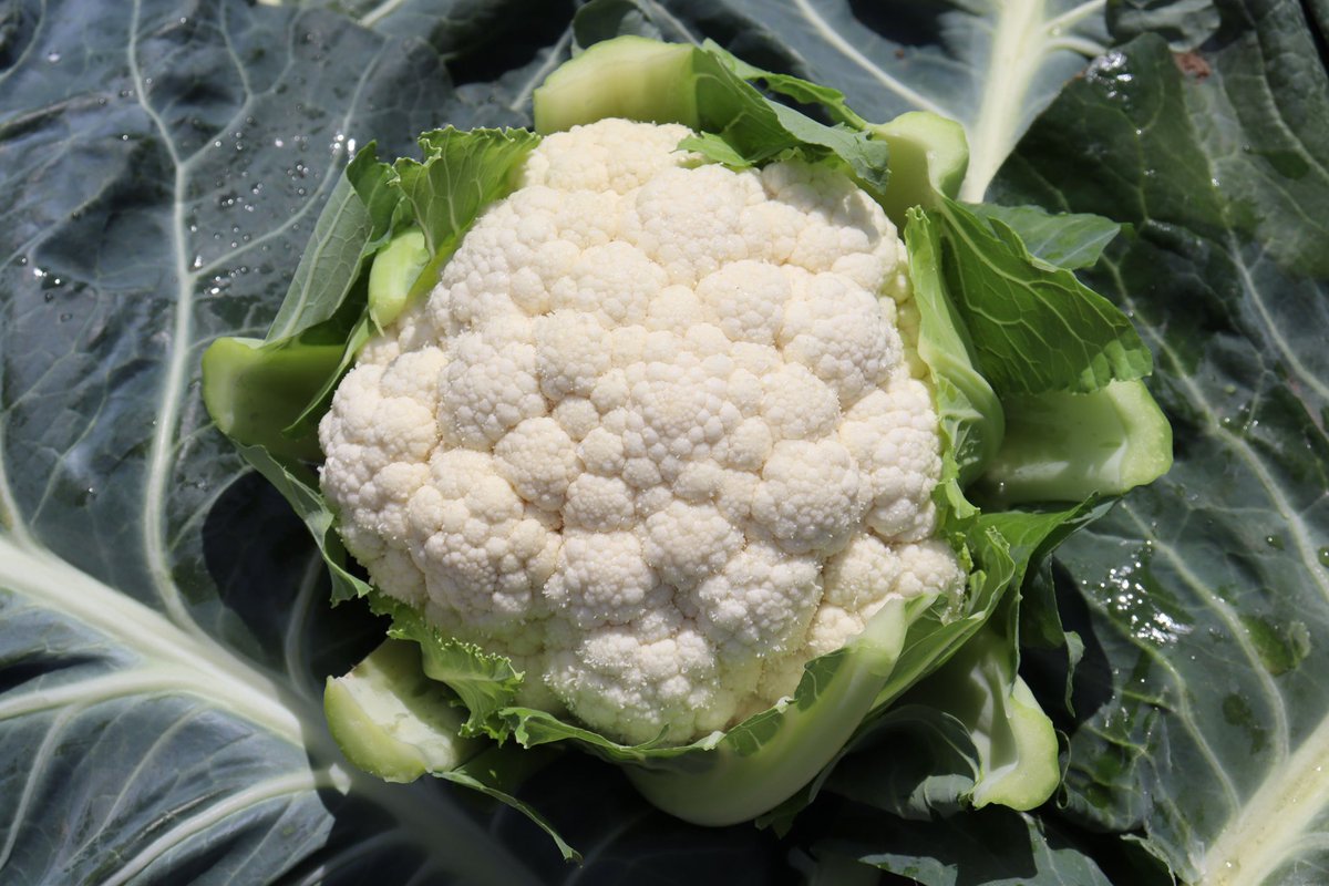Syngenta's tweet photo. We’re proud to announce a collaboration with @HeritableAg to expand how we’re using AI to better support growers worldwide! 🌎

If successful, this collaboration will be able to predict scalable vegetable seed performance anywhere in the world.

Read more: https://t.co/lRf07SYQW7 https://t.co/TVFZstgXHL