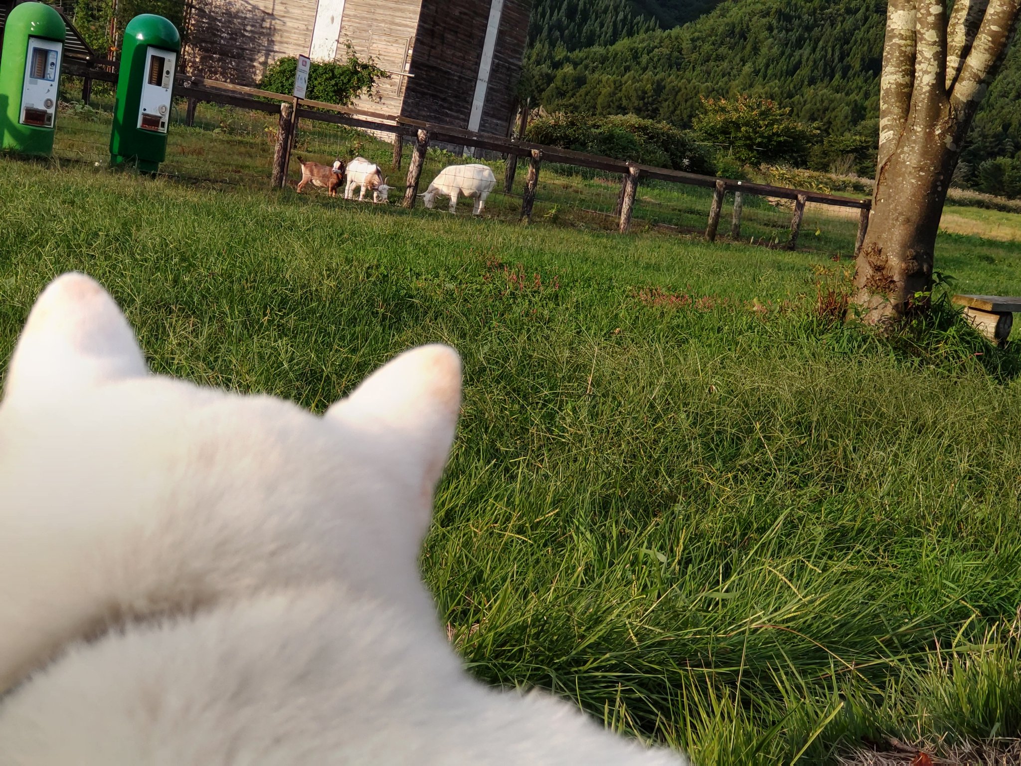 Gちゃん❤️ Daigo Saito | chinaのsuper drift car❣️ エンジンも