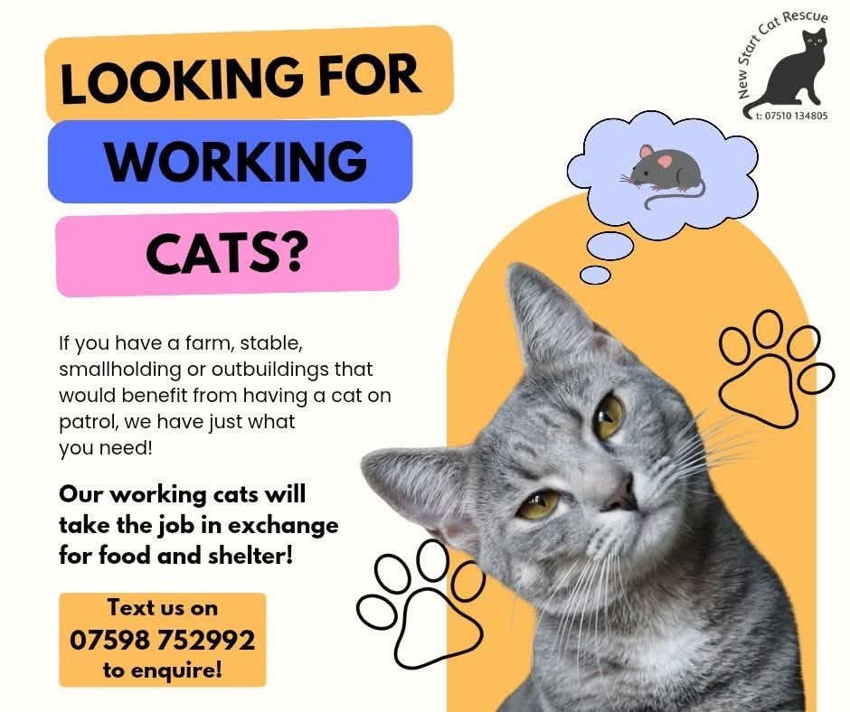 newstartcats1's tweet image. 🐾 Looking for a natural pest controller? 🐭 Our working cats are ready for patrol at farms, stables &amp;amp; smallholdings! They’ll keep unwanted visitors away in exchange for food &amp;amp; shelter. 🐱
📲 Text 07598 752992 to enquire! #WorkingCats #CatRescue #Farms #Stables #Smallholdings