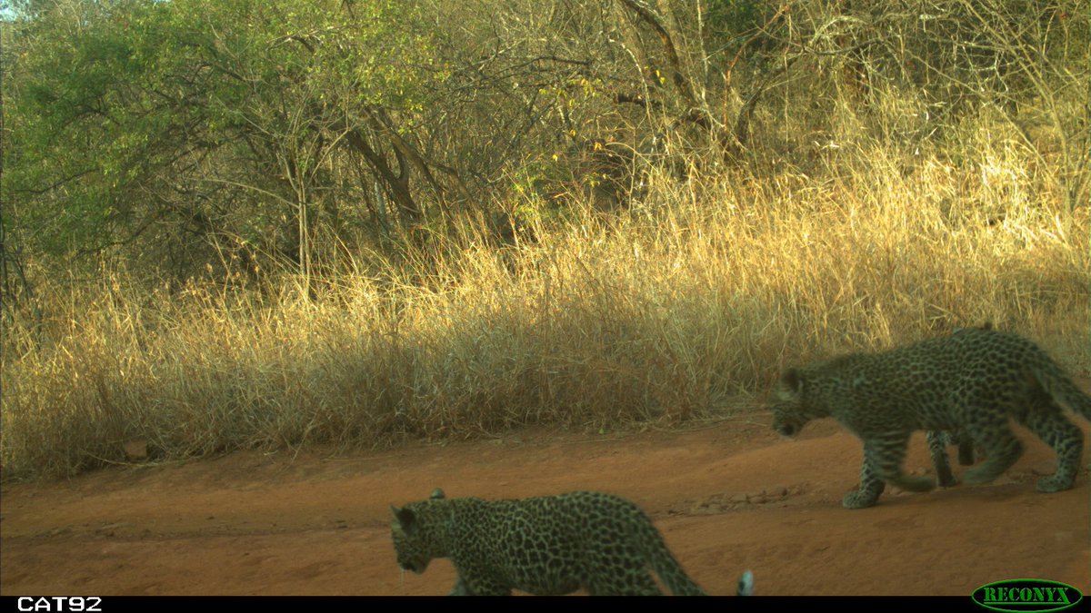 PrimatePredator's tweet image. Here are three of the smallest leopard cubs that were captured on the PPP camera traps. These images were captured in 2020 &amp;amp; we are delighted that two of the three leopards shown here, are still alive.
Cub mortality in leopards is extremely high due to a variety of reasons.