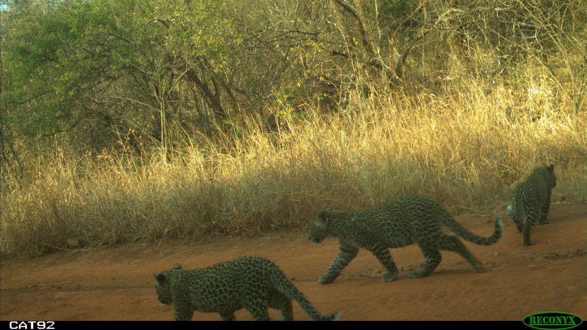 PrimatePredator's tweet image. Here are three of the smallest leopard cubs that were captured on the PPP camera traps. These images were captured in 2020 &amp;amp; we are delighted that two of the three leopards shown here, are still alive.
Cub mortality in leopards is extremely high due to a variety of reasons.