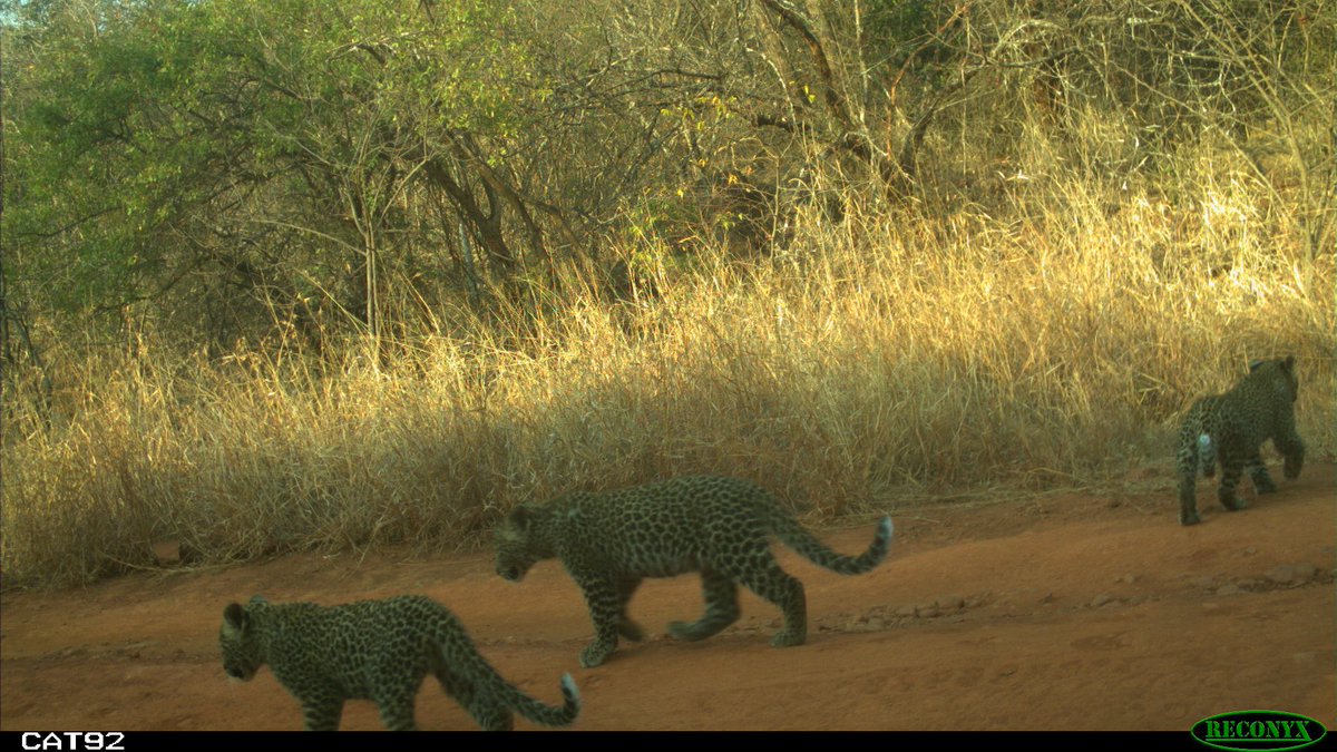 PrimatePredator's tweet image. Here are three of the smallest leopard cubs that were captured on the PPP camera traps. These images were captured in 2020 &amp;amp; we are delighted that two of the three leopards shown here, are still alive.
Cub mortality in leopards is extremely high due to a variety of reasons.