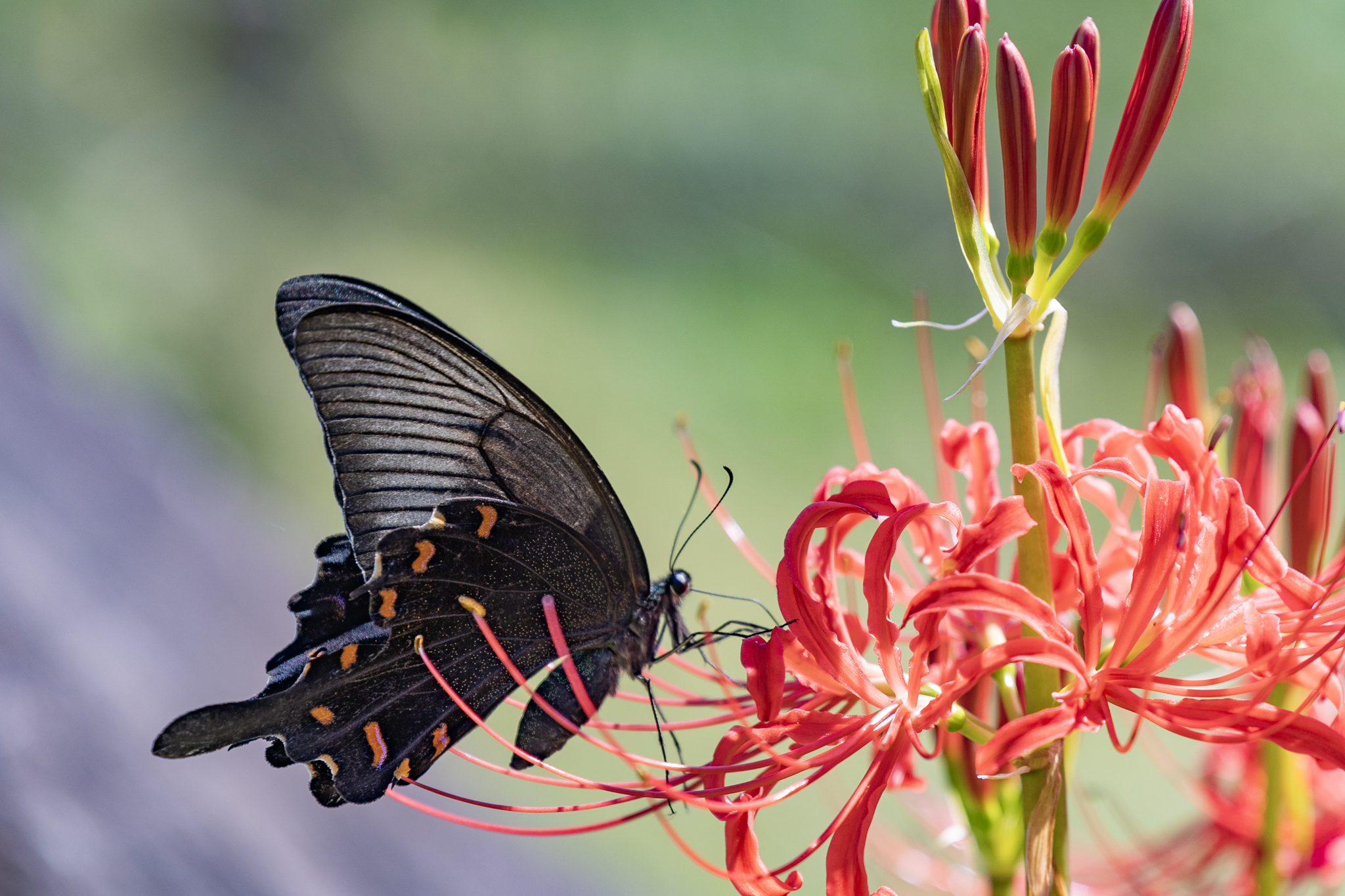 花と蝶 花と蝶 花と蝶 カード検索 ｜ Z/X - Zillions of enemy X - ゼクス