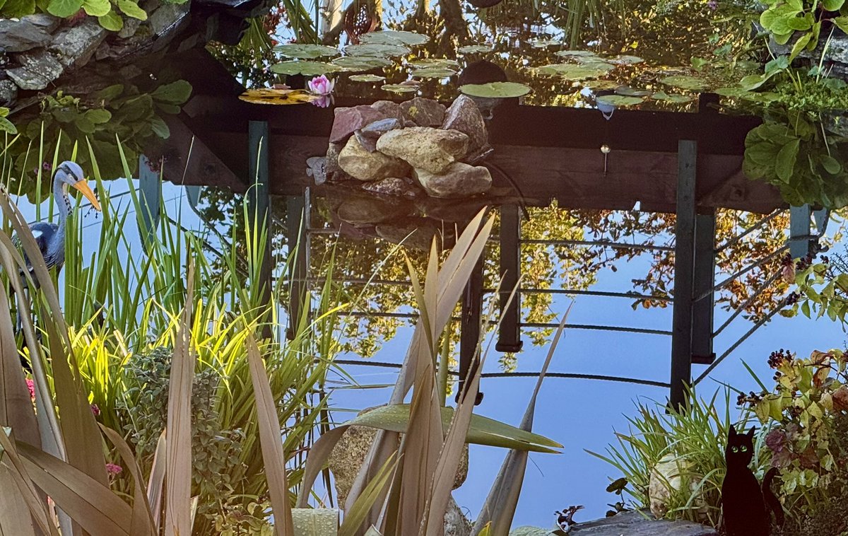 Happy Autumn Equinox 🌞🍂🌻💛 Window view on this wonderful calm morning 😍 Pond reflections💦 🪷<a href="/bbcniweather/">BBC NI Weather</a> <a href="/UTVNews/">UTV Live News</a> <a href="/Louise_utv/">Louise Small</a> <a href="/barrabest/">Barra Best</a> <a href="/WeatherCee/">Cecilia Daly</a> <a href="/geoff_maskell/">Geoff Maskell</a> <a href="/Ali_Totten/">Ali Totten</a> <a href="/deric_tv/">Deric</a> <a href="/WeatherAisling/">Aisling Creevey</a> <a href="/Schafernaker/">Tomasz Schafernaker</a>