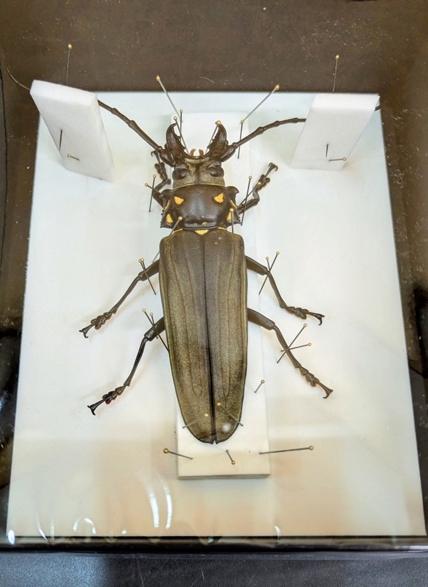 ★昆虫標本★【サスオガセギス 】 ☆昆虫標本☆【サスオガセギス 】 ☆昆虫標本☆【サスオガセギス