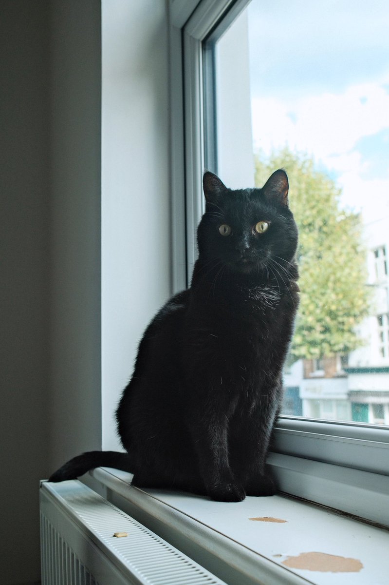 黒猫ミント様 Akemi (@enigmaticalcat) / X