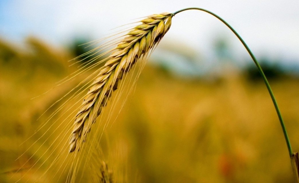 lab129_jm's tweet photo. 🌱🍺 CONICET scientists enhanced Argentina’s 𝘈𝘯𝘥𝘳𝘦𝘪𝘢 barley with an algae gene for better starch and fermentation. 

🔗 Read the full article: https://t.co/0Q20fWl1yL https://t.co/eRbSTX6tZU